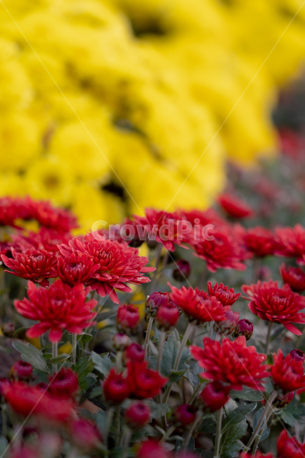 매화,꽃,매화꽃,빨강,노랑,식물,자연,plants,nature,꽃,flower
