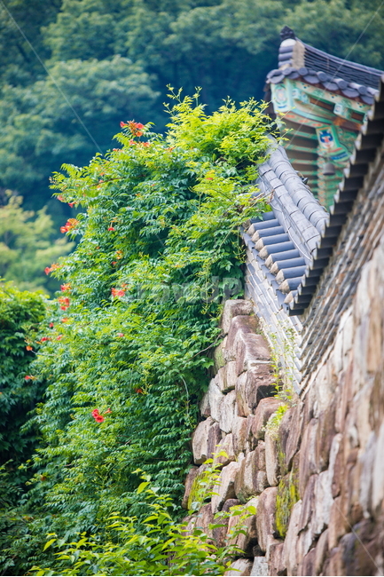성주사,산사,능소화,창원,담,기와,한국전통,한국문화,korean traditional,korean culture,건축물,건물외관,exterior,building,structure,architecture,construction
