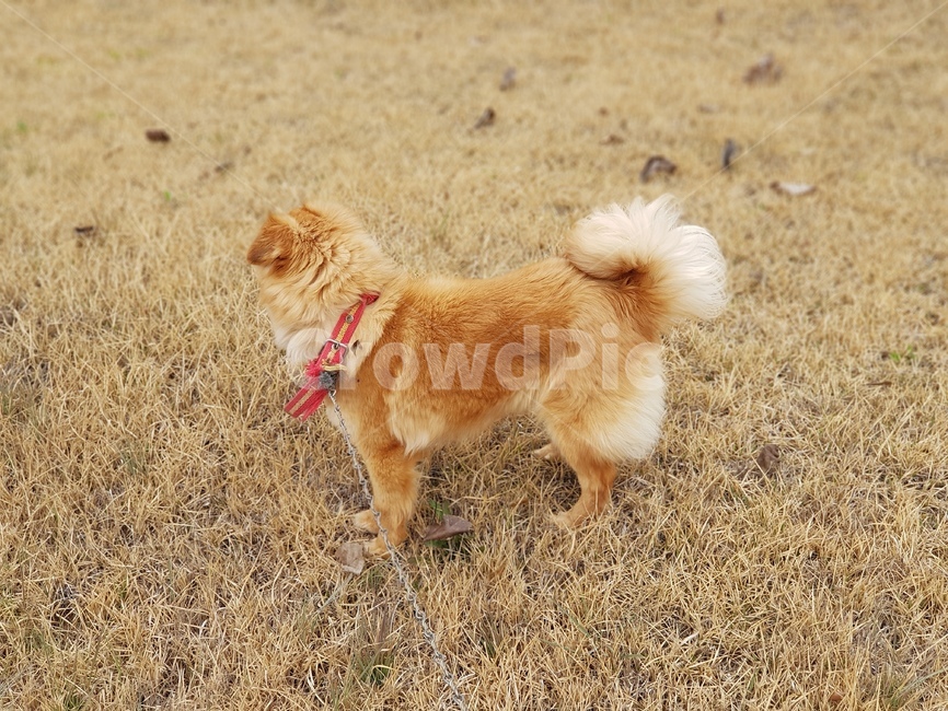 강아지,옆모습,잔디밭,기다림,산책,오후,dog,wating,반려동물,가족,막둥이,동물,animal,포유류,mammal,개,강아지,dog,doggy