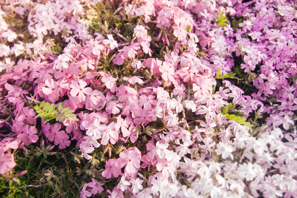 봄,꽃밭,핑크,보라빛,감성,봄,계절,spring,season,식물,자연,plants,nature,꽃,flower,plant,blossom