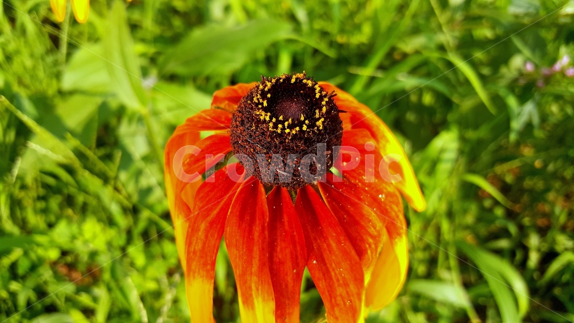 루드베키아식물,꽃,여름,햇빛,rudbeckia,coneflower