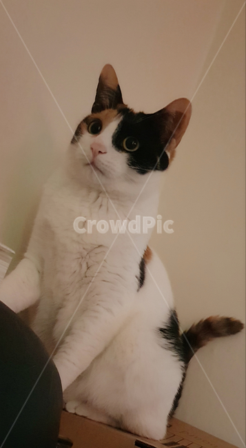 고양이,삼색고양이,코리안숏헤어,이쁜고양이,야옹이,동물,animal,고양이,cat,kitten,kitty