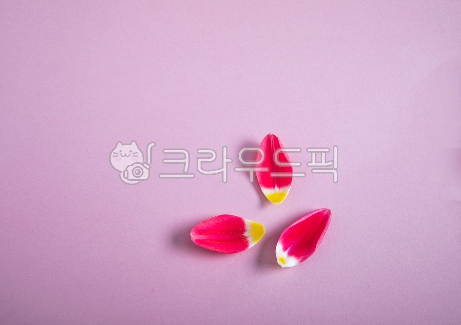 꽃,튜울립,빨간튜울립,빨간꽃,봄꽃,봄,꽃잎,칼라지,색지,종이,색종이,배경지,아름다운,식물,붉은꽃,배경,folwer,blossom,tulip,redtulip,redflower,spring,springflowers,cikiroaoer,coloredpaper,paper,confetti,background,backgroundpaper,plant,petal,beautiful,예쁜,pretty,향기로운,fragrant,꽃봉오라,flowerbuds