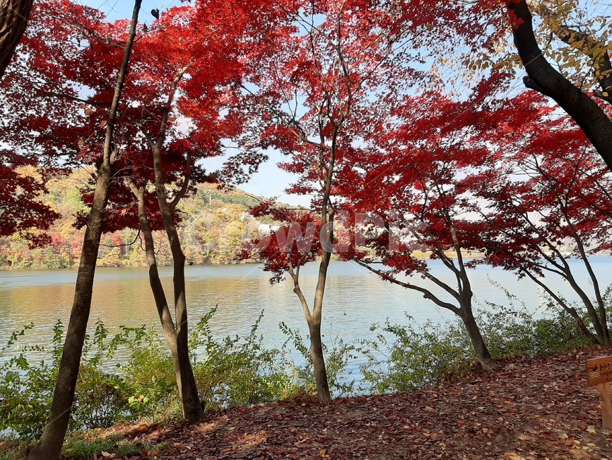 단풍,가을,남이섬,강,tree,maple,leaf,잎,나무,식물,plant,nature,자연,가을,계절,fall,autumn,season,식물,자연,plants,nature