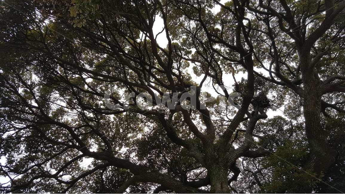 나무,줄기,자연,혈관처럼,가지,ㅊ,식물,자연,plants,nature,나무,trees,wood