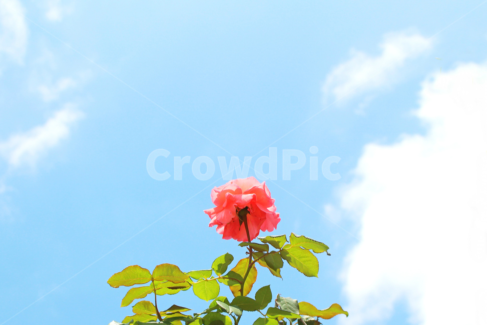 꽃,장미,감성사진,자연,풍경,풍경사진,flower,rose,여름,red,빨간장미,식물,자연,plants,nature,꽃,flower,색깔,색상,색채,색감,color sense,color sensitivity,feeling of color