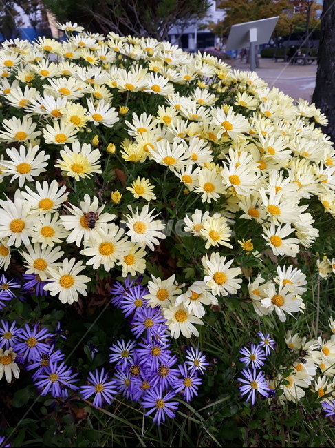 국화,가을,나들이,국화축제,국화향기,공원,산책,식물,자연,plants,nature,꽃,flower