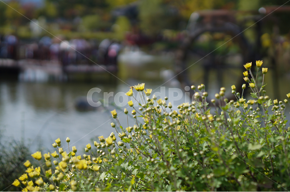 국화,노랑,가을,풍경,꽃,식물,자연,plants,nature,꽃,flower