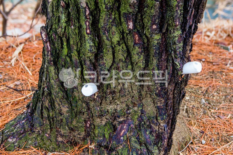 나무,tree,자연,nature,옥외,outdoors,나무영양제