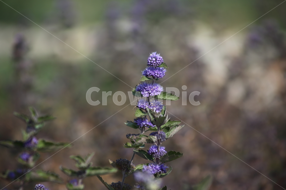 꽃,식물,가을,층꽃나무,caryopterisincana,식물,자연,plants,nature,꽃,flower