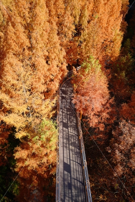 가을길,길,메타세콰이어길,데크길,단풍길,나무,가을,계절,fall,autumn,season,자연,풍경,nature,landscape,한국자연풍경,한국자연경관,korea nature landscape,교통,교통수단,traffic,transportation,plant,식물,tree,maple,단풍