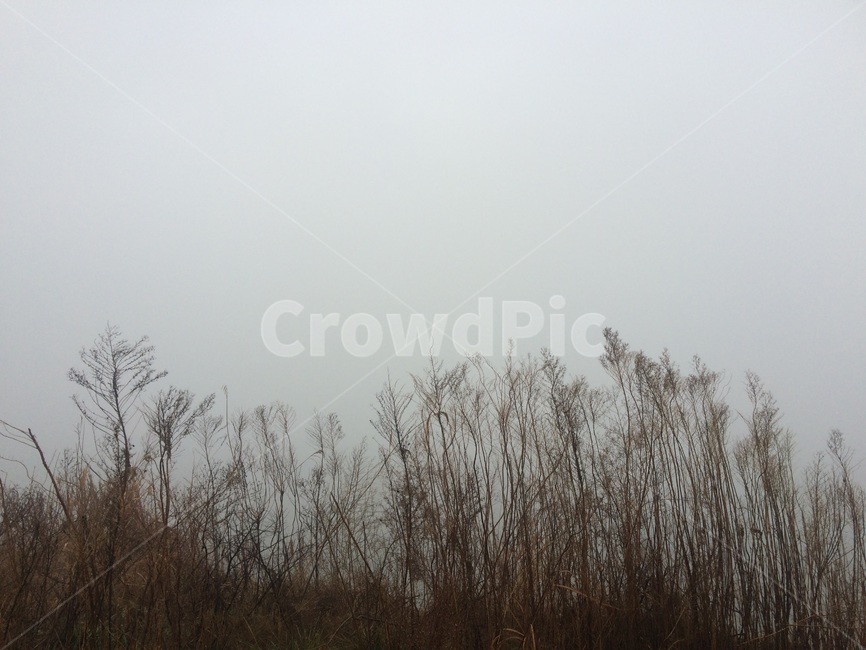 하늘,갈대,가을,감성사진,강,물,안개,자연,풍경,nature,landscape,weather,날씨,outdoors,옥외