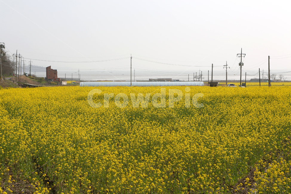 풍경,유채꽃,봄,노란색,남녘의봄,봄,계절,spring,season,자연,풍경,nature,landscape,grassland,목초지,field,들,outdoors,옥외