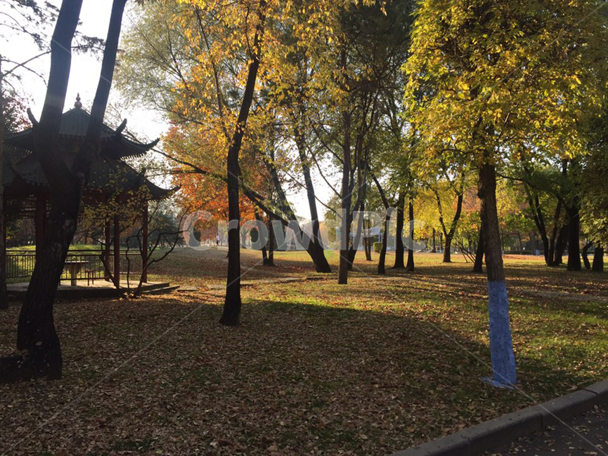tree,나무,plant,식물,grass,잔디,나무줄기,treetrunk,산책,중국,산책로,빛,태양,sun