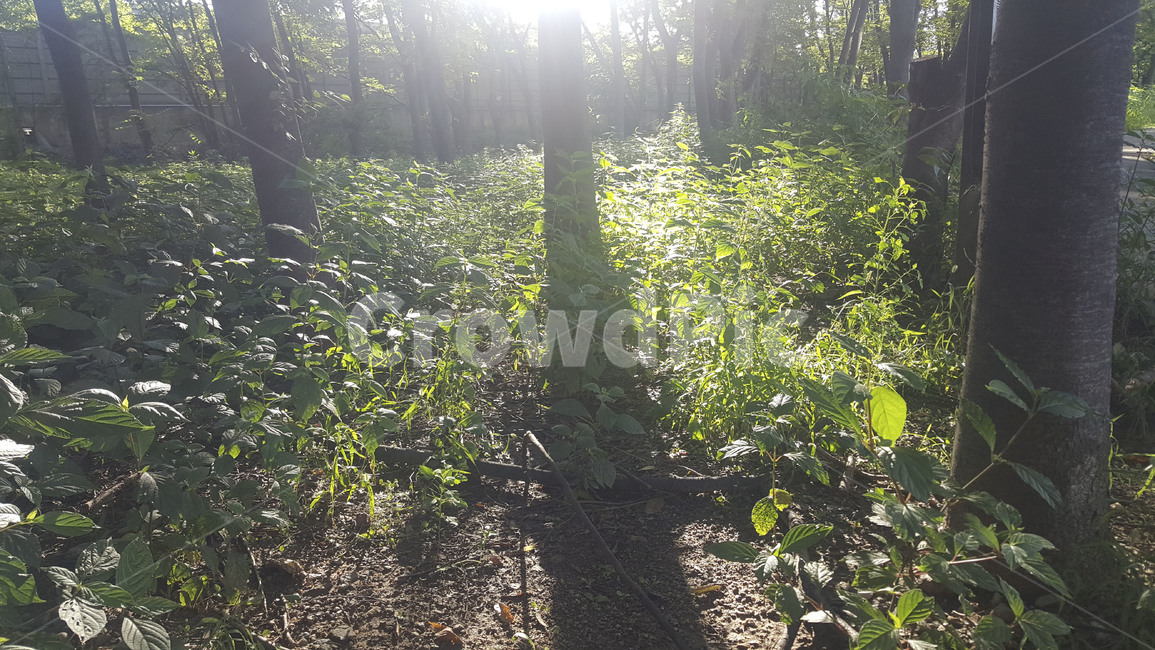숲,햇살,flare,플레어,light,빛