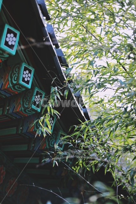 처마,한옥,기와지붕,대나무,bamboo,green