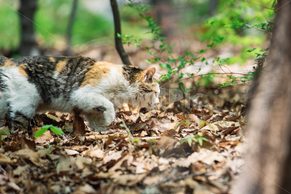 고양이,캣,냥냥이,길고양이,삼색이,치즈냥,냥,cat,동물,동물,animal,포유류,mammal,고양이,cat,kitten,kitty