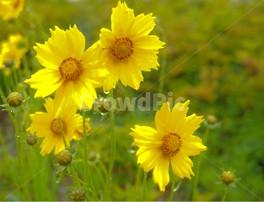 꽃,들꽃,야생화,비,봄비,노란꽃,식물,자연,plants,nature,꽃,flower