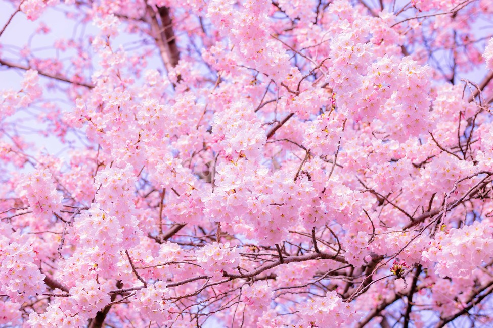 봄,벚꽃,감성,낭만,따뜻함,봄날,여의도,따스함,포근함,4월,식물,자연,plants,nature,꽃,flower,나무,trees,wood