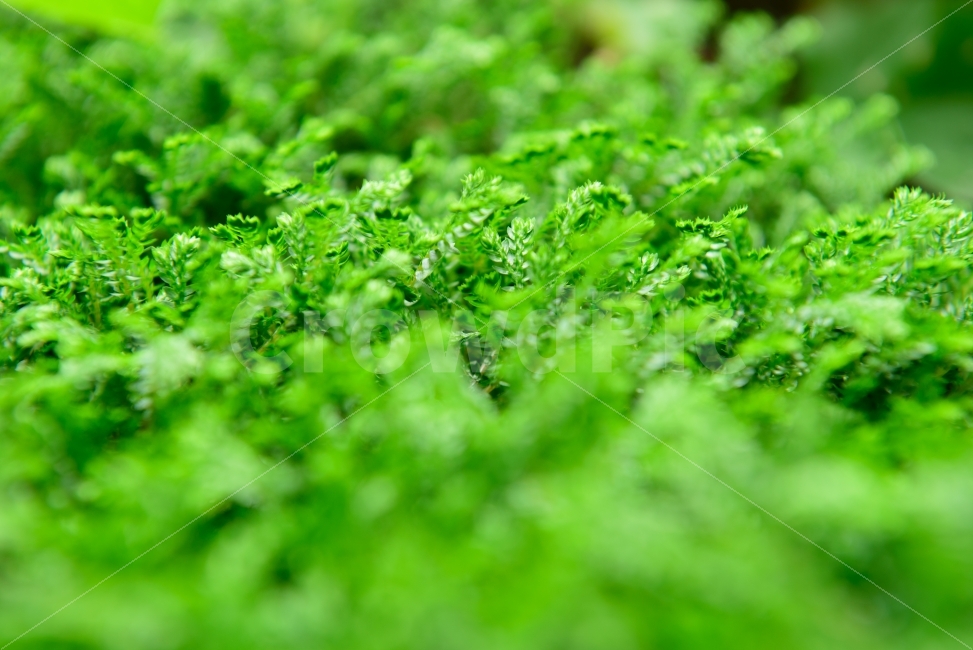 백그라운드,녹색,초록,안정,상쾌한,싱그러운,background,배경,green,식물,자연,plants,nature