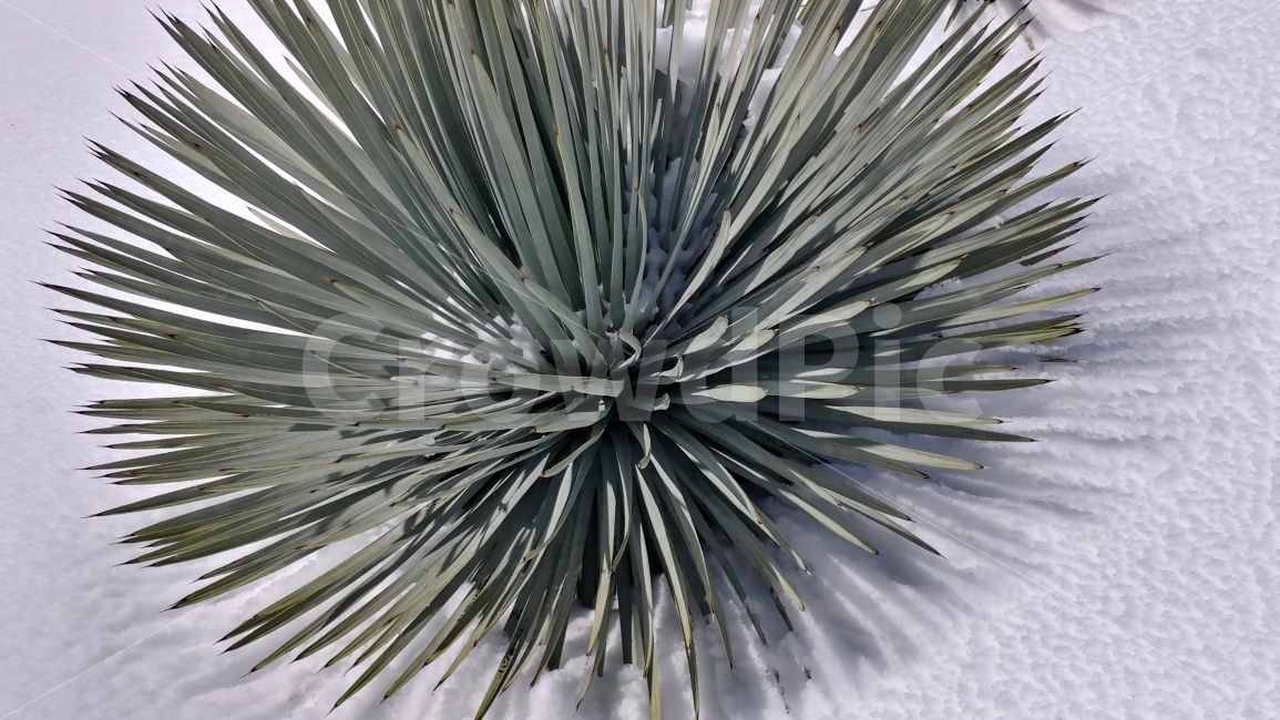 미국,설경,다육이와눈,그림자,이런초록,남가주,켈리포니아,snowscape,succulentandsnow,shadow,MountBaldy,SouthernCalifornia,식물,자연,plants,nature