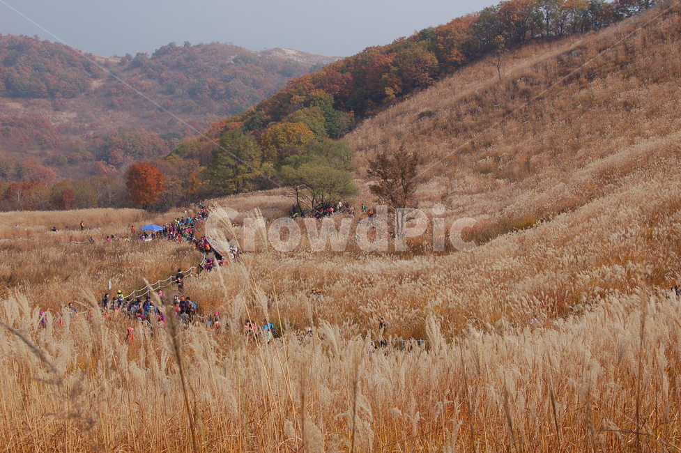 명성산억새풀,억새,가을억새풀,가을향기,가을바람