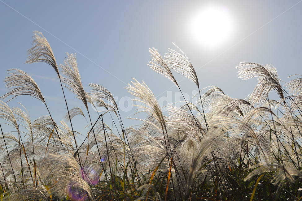 grass,plant,식물,lawn,잔디,reed,갈대,가을,계절,fall,autumn,season