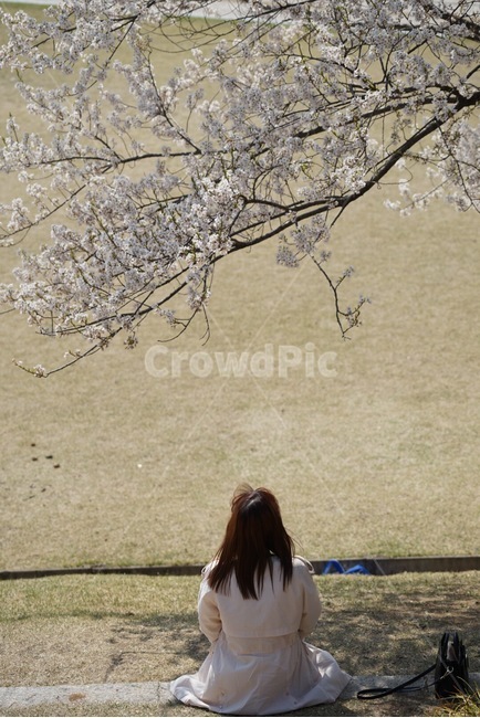 봄,여자친구,벚꽃,사랑,훈훈,여성,여자,woman,female,lady