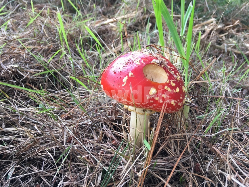 독버섯,빨간버섯,버섯,mushroom,poisonmushroom,버섯,mushroom