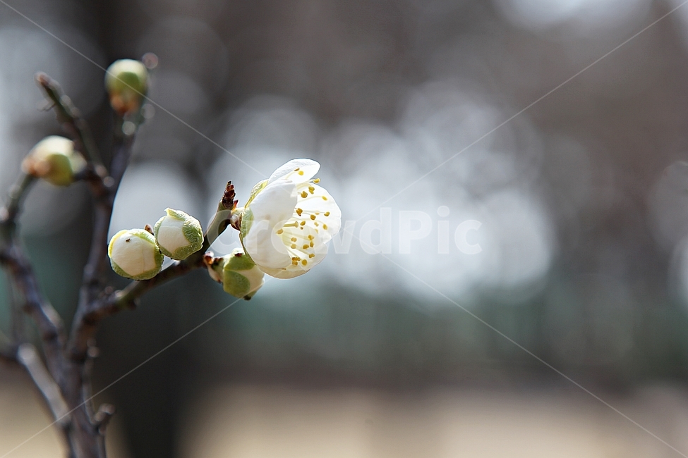 매화,꽃,봄꽃,봄,식물,자연,봄,계절,spring,season