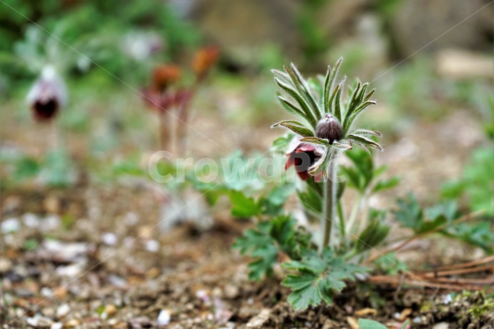 할미꽃,솜털,봄,봄꽃,자연,식물,꽃,plant,암술,수술,Pulsatillakoreana,한국특산,백두옹,독초,강장제,화왕계,여러해살이풀,미나리아재비과,쌍떡잎식물,흰털,할머니머리카락,흰머리,노인,꼬부랑,한방약재,할머니