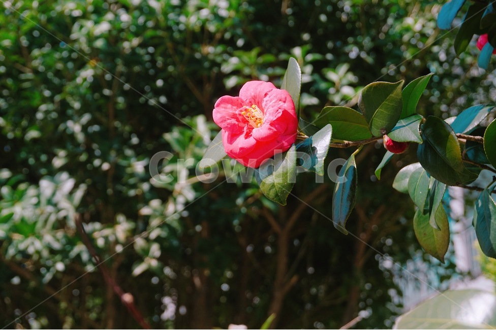 장미,장미꽃,봄,아웃포커스,플라워,식물,자연,plants,nature,꽃,flower,감성,sensible,feeling