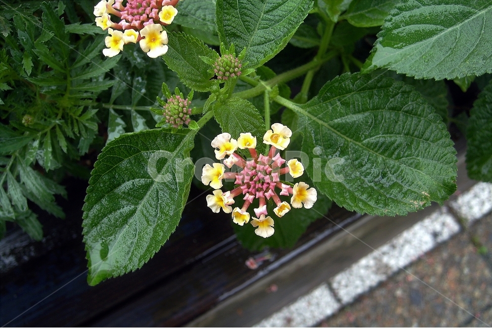 란타나,원예,정원,7색,칠변화,lantana,sevencolor,plant,bloom,flower,꽃,자연,beautiful,식물,자연,plants,nature,꽃,flower