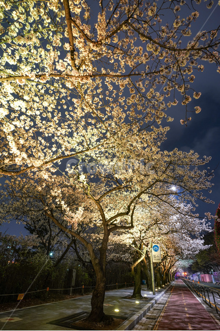 여의도,윤중로,벚꽃축제,벚꽃길,벚꽃,CherryBlossom,야경,야화,nightview,natural,landscape,식물,봄,배경,자연,서울벚꽃,서울명소,힐링,spring,하얀꽃,splendor,화사,flowers,나무,trees,wood,축제,봄,계절,spring,season,야경,밤,풍경,nightscape,night,landscape,도시,city,한국도시풍경,한국도시경관,korea cityscape,식물,자연,plants,nature,나무,trees,wood,plant