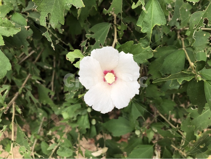 꽃,무궁화,식물,흰색,노랑,빨강,초록,여름,국화,flower,hana,mugunghwa,plants,shokubutsu,white,shiro,yellow,kiiro,red,aka,green,midori,summer,natsu,식물,자연,plants,nature,꽃,flower