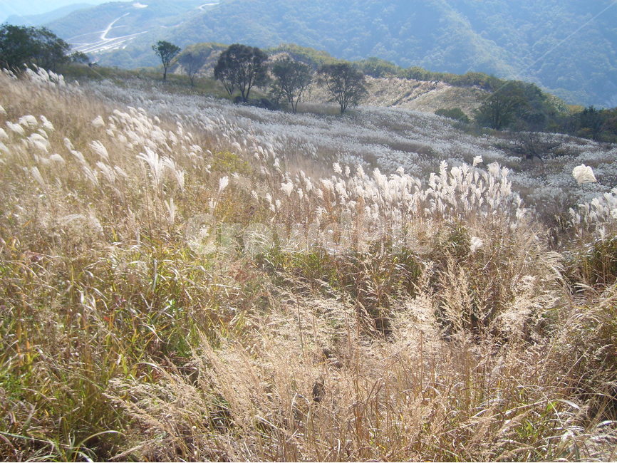 명성산,자연,공원,탐방로,계절,자연,풍경,nature,landscape,한국자연풍경,한국자연경관,korea nature landscape,plant,식물,grass,잔디,lawn