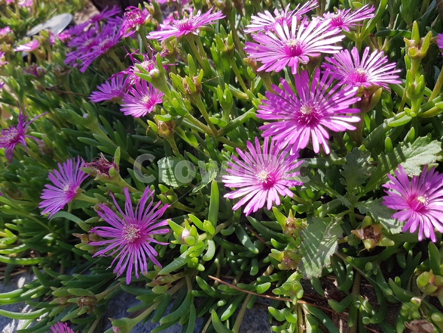 꽃,보라색,보라색꽃,작은꽃,flower,풀,화단