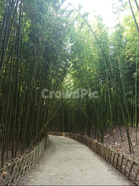 대나무,대나무숲,울산,죽순,여름,태화강,자연,풍경,nature,landscape,plant,식물