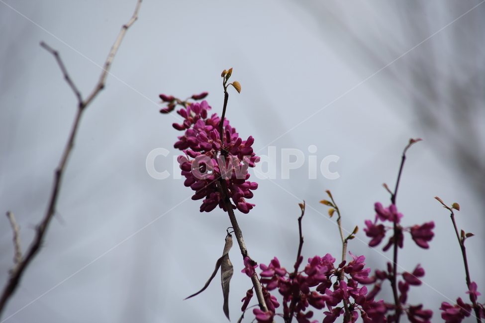 박태기나무,밥티나무,꽃,봄,chinessredbud,CercischinensisBunge