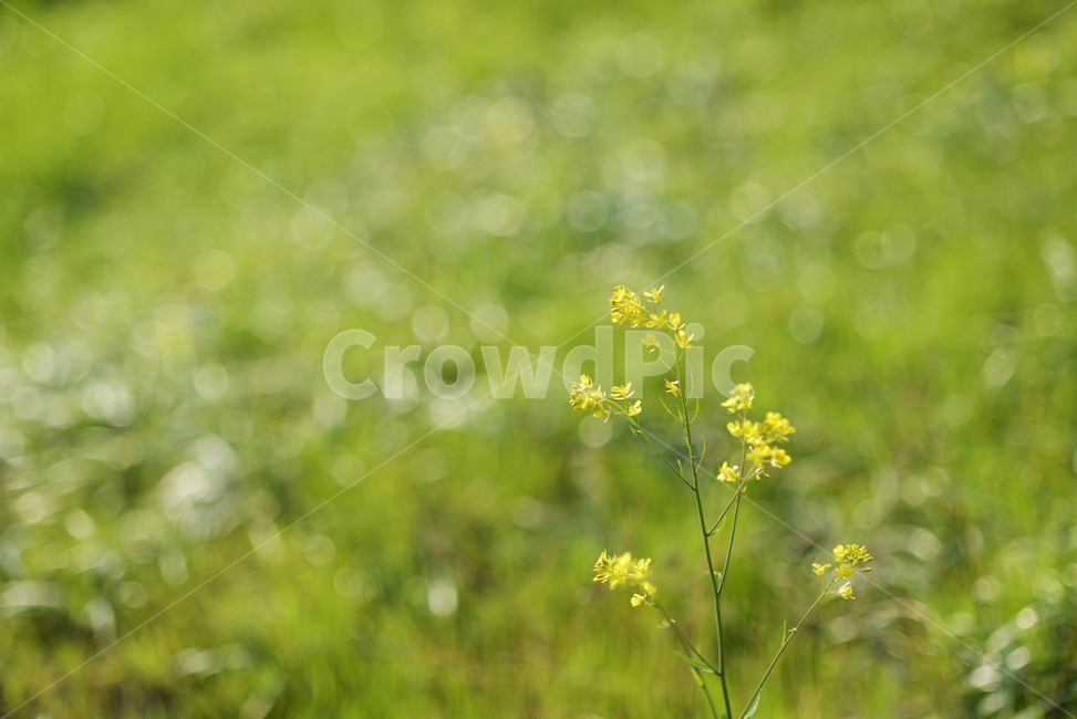 봄,햇살,노랑,꽃,초록,식물,자연,plants,nature,꽃,flower