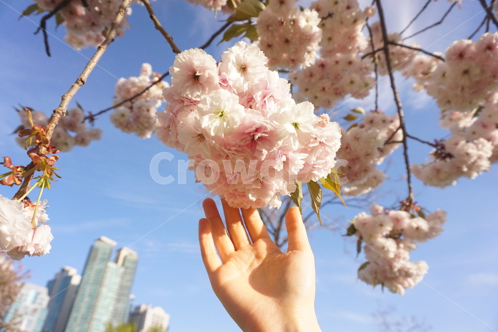 겹벚꽃,벚나무,벚꽃놀이,흰겹벚꽃,꽃,flower,봄,봄,계절,spring,season,식물,자연,plants,nature,꽃,flower,plant,blossom,cherry blossom,벚꽃