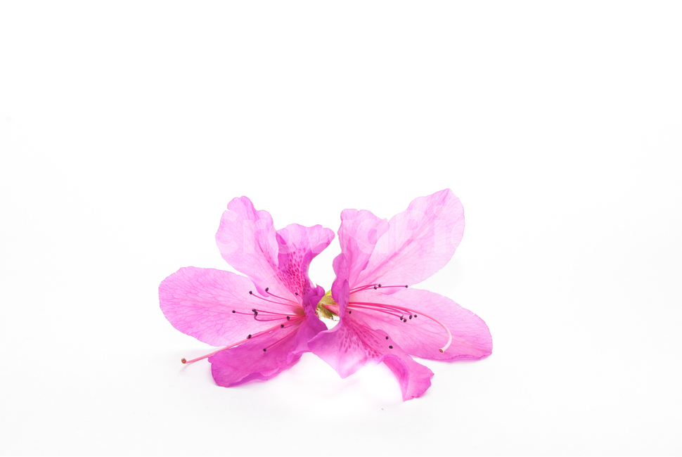 산철쭉,철쭉,누끼,배경,봄,꽃,생화,식물,조경,핑크,분홍,spring,season,flowe,자연,향기,아름다운,화사한,봄꽃,꽃잎,스튜디오,봄,계절,spring,season,식물,자연,plants,nature,꽃,flower,누끼,remove background,plant,petal,blossom,anther,꽃밥,geranium,제라늄