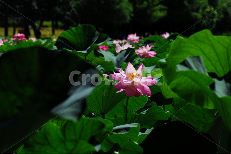 꽃,연꽃,궁남지,불교,여름,식물,자연,plants,nature,꽃,flower