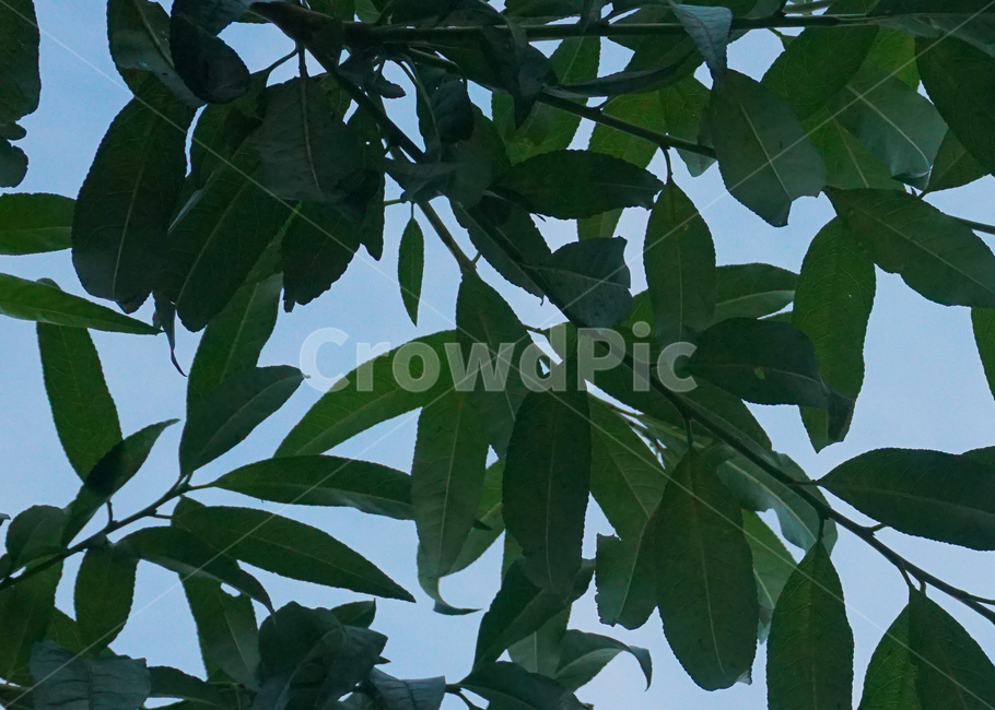 나무,잎,하늘,분위기,tree,leaves,sky,mood,plant,식물,자연,plants,nature