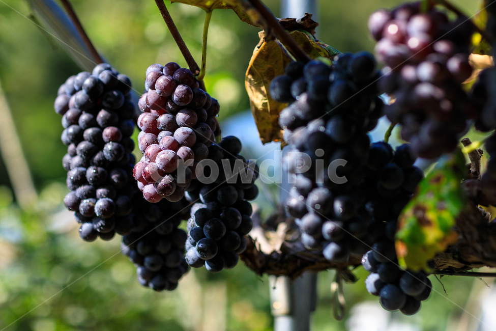 포도,수확,가을,포도나무,과일,포도원,익은,열매,농촌,과일,열매,fruit,산업,industry,industrial,농업,농사,agriculture,farming,farming industry