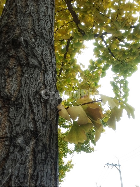 은행잎,노란색,가을,나무,은행나무,yellow,color,tree,gingko,fall,자연,nature,식물,자연,plants,nature,나무,trees,wood