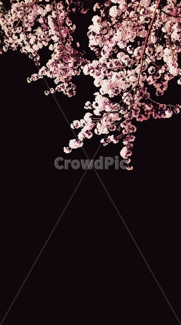저녁,벚꽃,하늘,검정,분홍,자연,밤,배경,벚나무,꽃송이,나뭇가지,풍경,봄,봄,계절,spring,season,plant,식물,blossom,꽃,flower