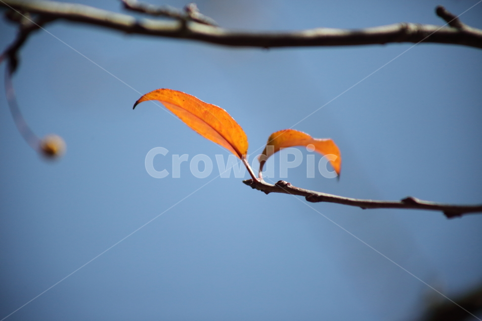 단풍,잎,식물,가을,redleaves,가을,계절,fall,autumn,season,식물,자연,plants,nature,bird,새,animal,동물
