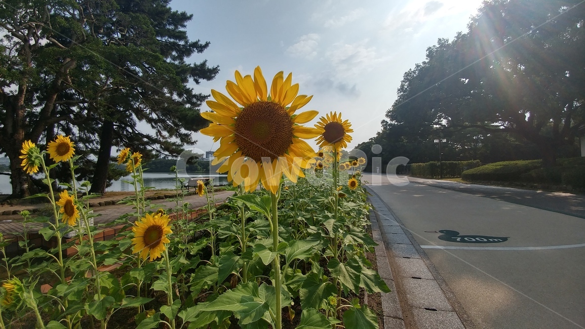 공원,공원풍경,꽃,해바라기,sunflower,식물,자연,plants,nature,꽃,flower