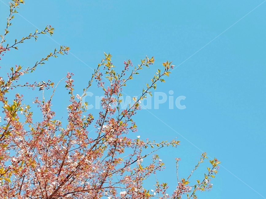 flower,꽃,blossom,plant,식물,벚꽃,새싹,봄,봄하늘,벚꽃나무,새싹나무,봄나무,봄꽃,봄날씨,봄풍경